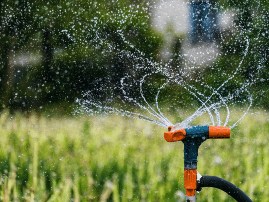 sprinkler watering backyard